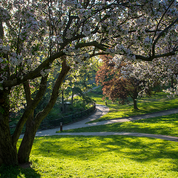 A network of walking paths leads through the lush gardens, greenspace, and cherry blossom trees of High Park in Toronto (Etobicoke), Ontario during the late afternoon sun.